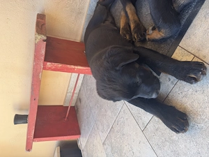 Rotweiler pui  - imagine 3