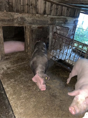 Porci de vânzare 