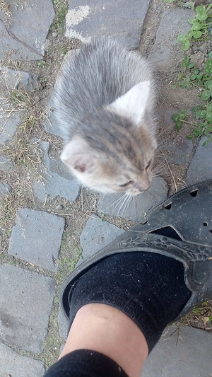 Pisica pentru adopție  - imagine 3
