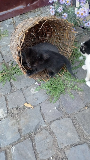 Pisica pentru adopție  - imagine 4