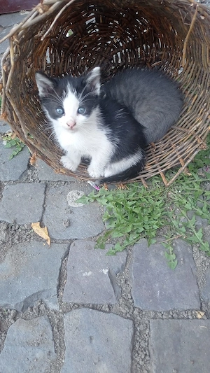 Pisica pentru adopție 