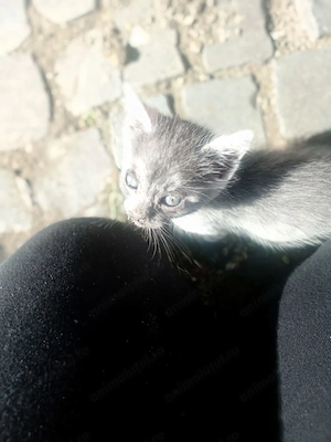 Pisica pentru adopție  - imagine 5