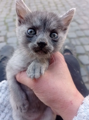 Pisica pentru adopție  - imagine 3