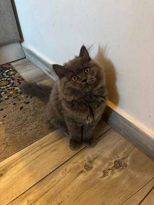 Pui Pisica - British Longhair - 3 luni - imagine 2