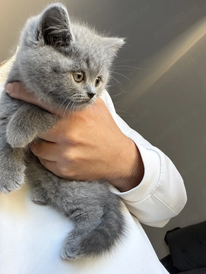 British Shorthair  - imagine 3