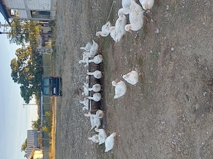 Vând rațe de casa