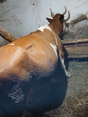 Vaci de vanzare