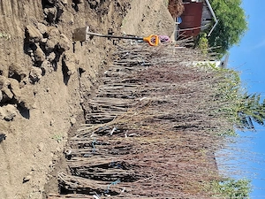 Plantare pomi fructiferi, viță-de-vie și alte plante.