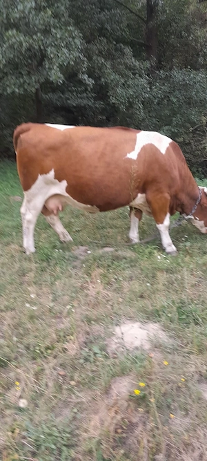 Vacă Bălțată Românească Talie Mare, pentru Abatorizare- Câineni,Vâlcea