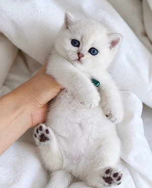 British Shorthair White 