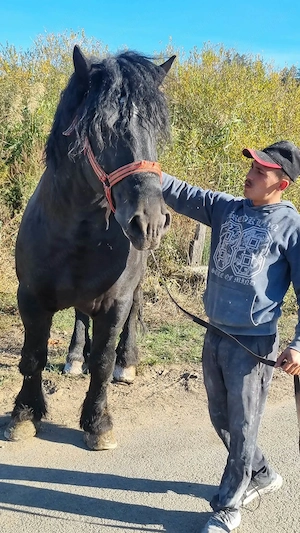 Vând armăsar de 5 ani și o iapă - imagine 2