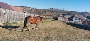Vând armăsar de 5 ani și o iapă - imagine 5