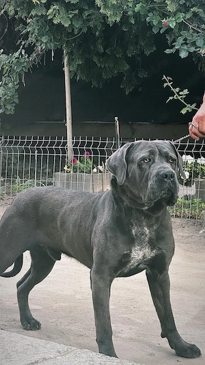 Vând Cane Corso