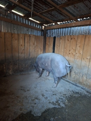 Porc de vanzare - imagine 2
