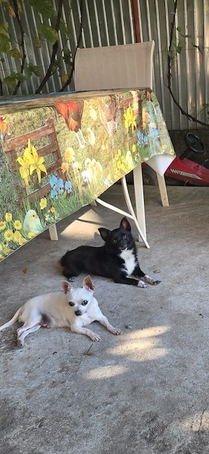 Vand catelusa Chihuahua Toy