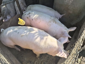 Porci rasă carne Pietrain 180-250 kg - imagine 5