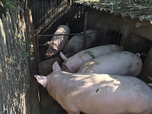 Porci rasă carne Pietrain 180-250 kg - imagine 2