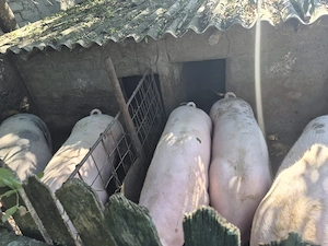 Porci rasă carne Pietrain 180-250 kg - imagine 3