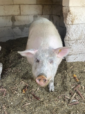 Vand vier de monta urgent  