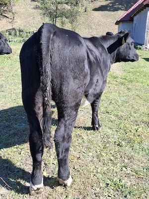 Vand 2 vitele angus - imagine 5