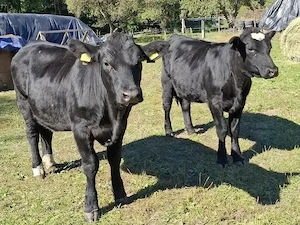 Vand 2 vitele angus