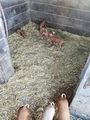 Purcei duroc cu duroc - imagine 3