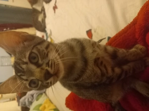 Adoptie pui de pisica - imagine 4