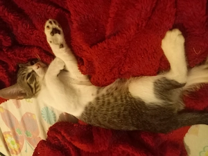 Adoptie pui de pisica - imagine 5
