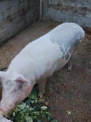Vând porc rasa Landrace   aprox. 200 kg - imagine 4