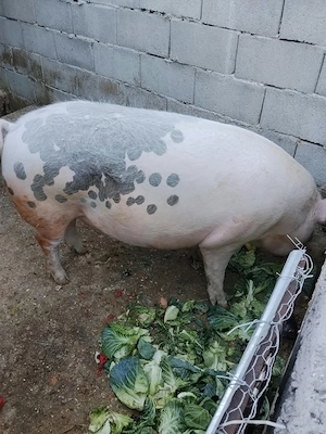 Vând porc rasa Landrace   aprox. 200 kg - imagine 3