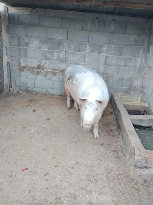 Vând porc rasa Landrace   aprox. 200 kg