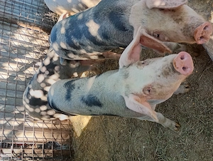 Porci de vânzare  - imagine 5