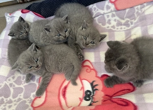 Vând Puiuți British Shorthair 