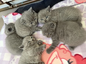 Vând Puiuți British Shorthair  - imagine 2