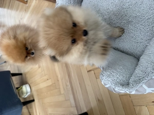 Vând Puiut pomeranian