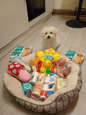 Cățelușă rasa Maltipoo ,toy , cu carnet de sănătate,microcip și toate vaccinurile la zi