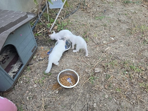 Donez 5 pui de pisică vârstă de 3 luni
