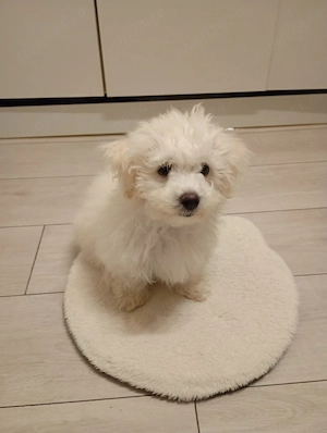 Cățelușă rasa Maltipoo ,toy , cu carnet de sănătate,microcip și toate vaccinurile la zi - imagine 2
