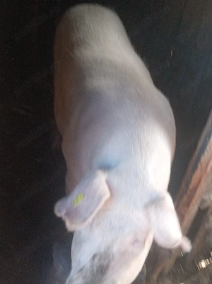 porci de vînzare 