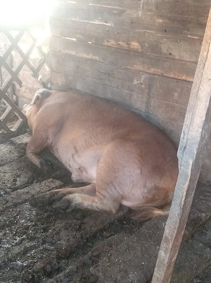 porci de vînzare 
