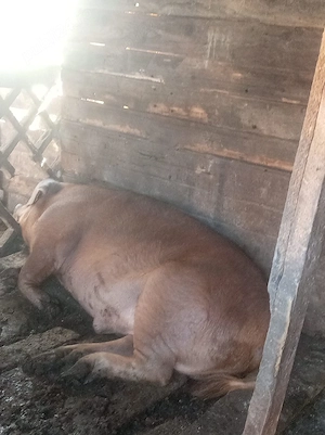 porci de vînzare 