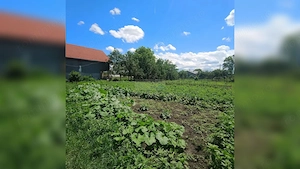 TEREN 1557MP CU UTILITĂȚI PRETABIBIL DUPLEX/CASĂ INDIVIDUALĂ JUCU CLUJ - imagine 4