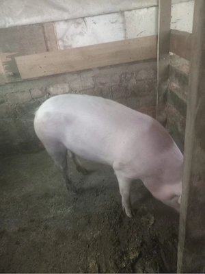 Porci de vânzare 