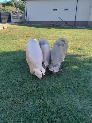 Porci de vânzare