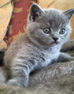 Motănel British Shorthair 