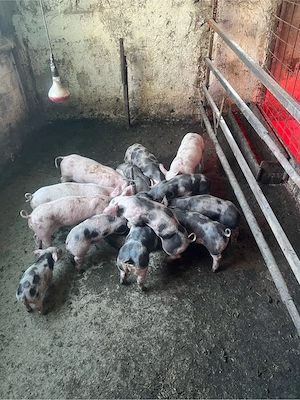 de vinzare purcei intarcati .6 saptamini 