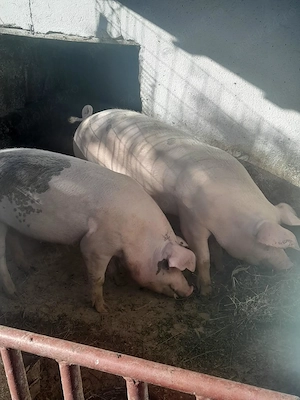 Porci de vânzare - imagine 4