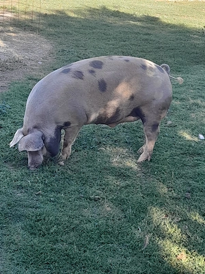 Porci de vânzare - imagine 5