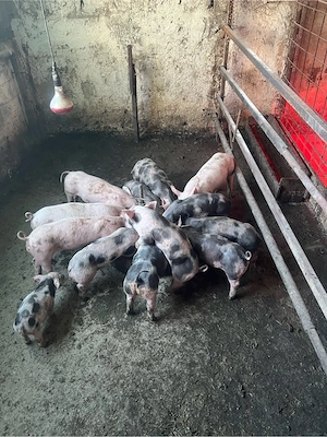 de vinzare purcei intarcati .7 saptamini 