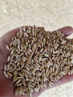 Vănd triticale 